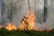 Pożary w szubińskich lasach