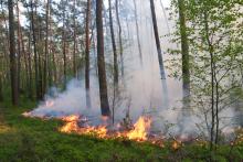 Ogień - zagrożenie dla lasów