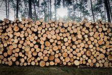 Promocyjna cena drewna