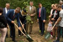 Piknik Niepodległościowy. Powstała aleja klonowa.