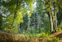 Czym jest zrównoważona gospodarka leśna?