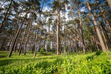 Święto Lasu - ważny dzień dla każdego leśnika